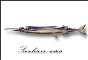 ScomberesoxSaurus.JPG (14234 byte)