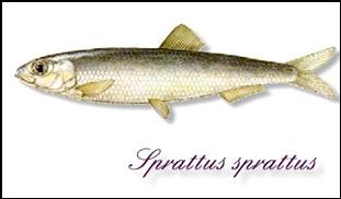 SprattusSprattus.jpg (15654 byte)