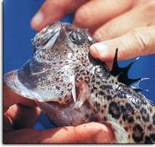 Si notano le spine velenifere della Tracina